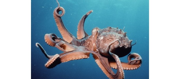 octopus