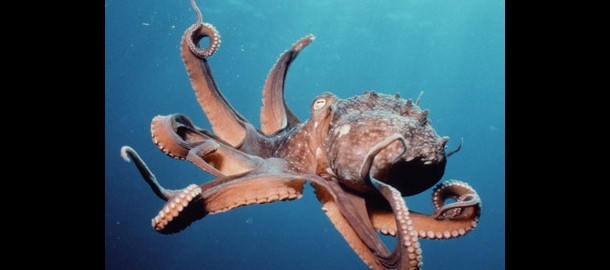 octopus